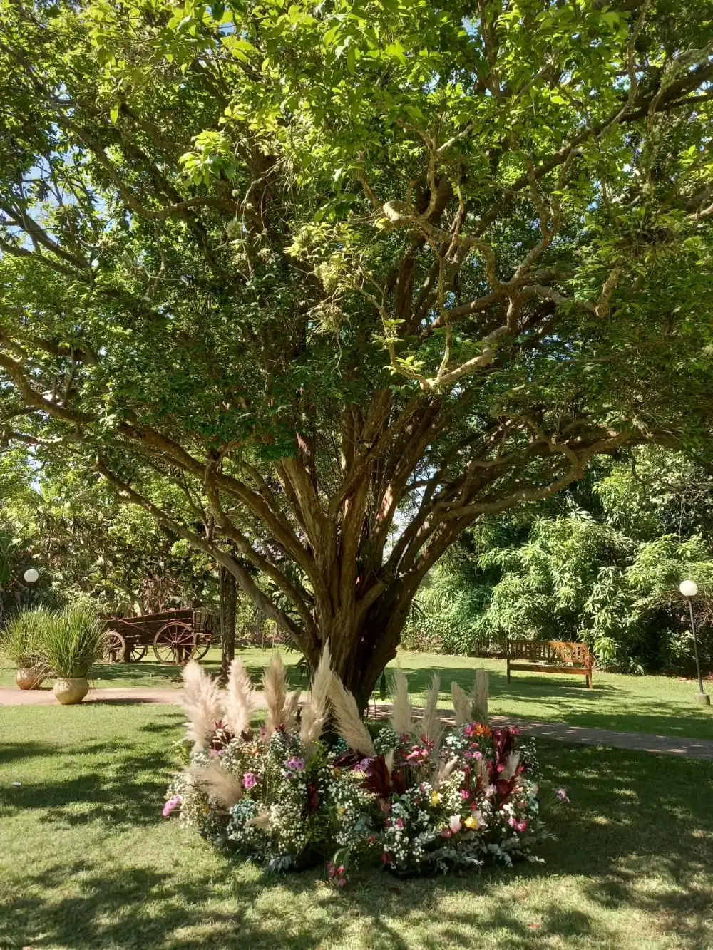 A grande árvore do jardim, com arranjo de flores e pampas na base